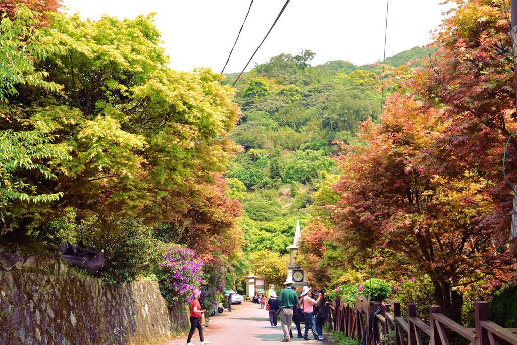 森林疗癒正夯　士林菁山赏槭红纾压