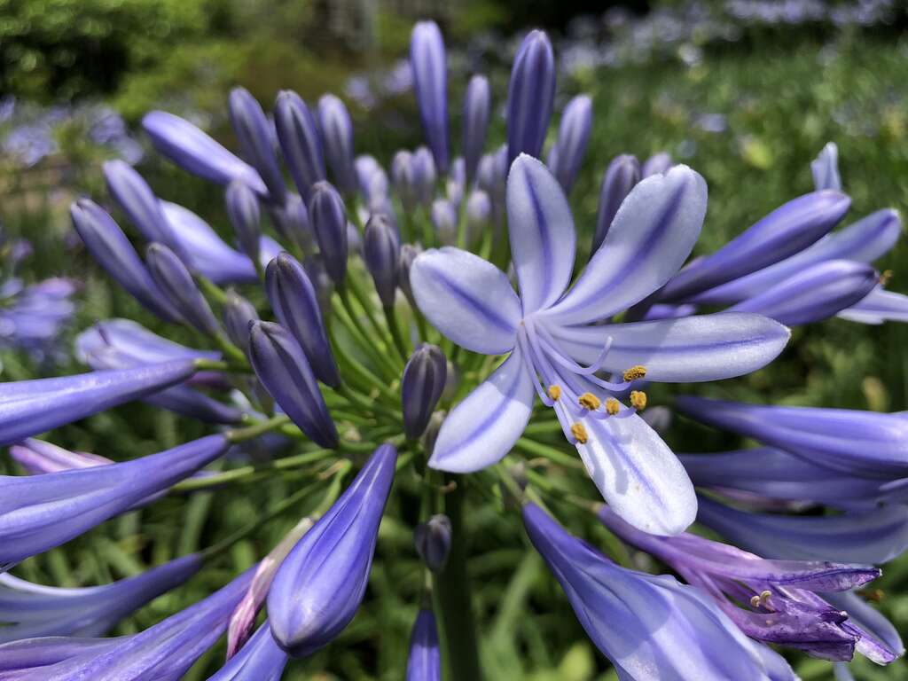 Flowers of Love Burst into Bloom at Neishuangxi Nature Center
