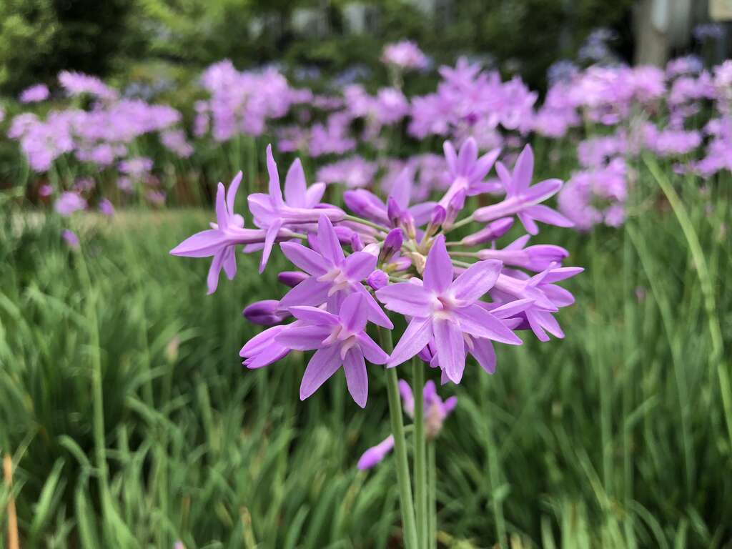 Flowers of Love Burst into Bloom at Neishuangxi Nature Center